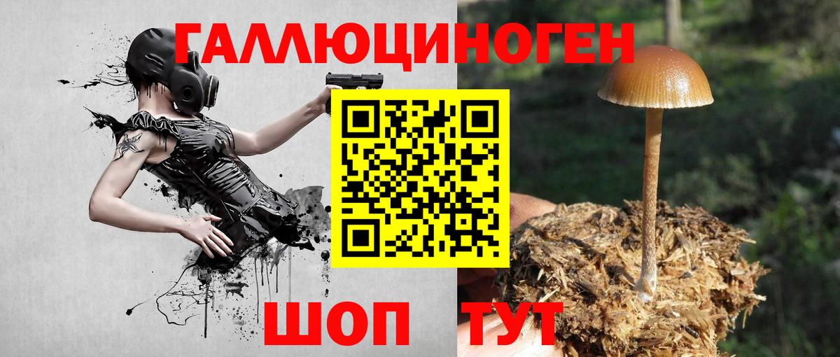 Псилоцибиновые грибы Psilocybe Кисловодск